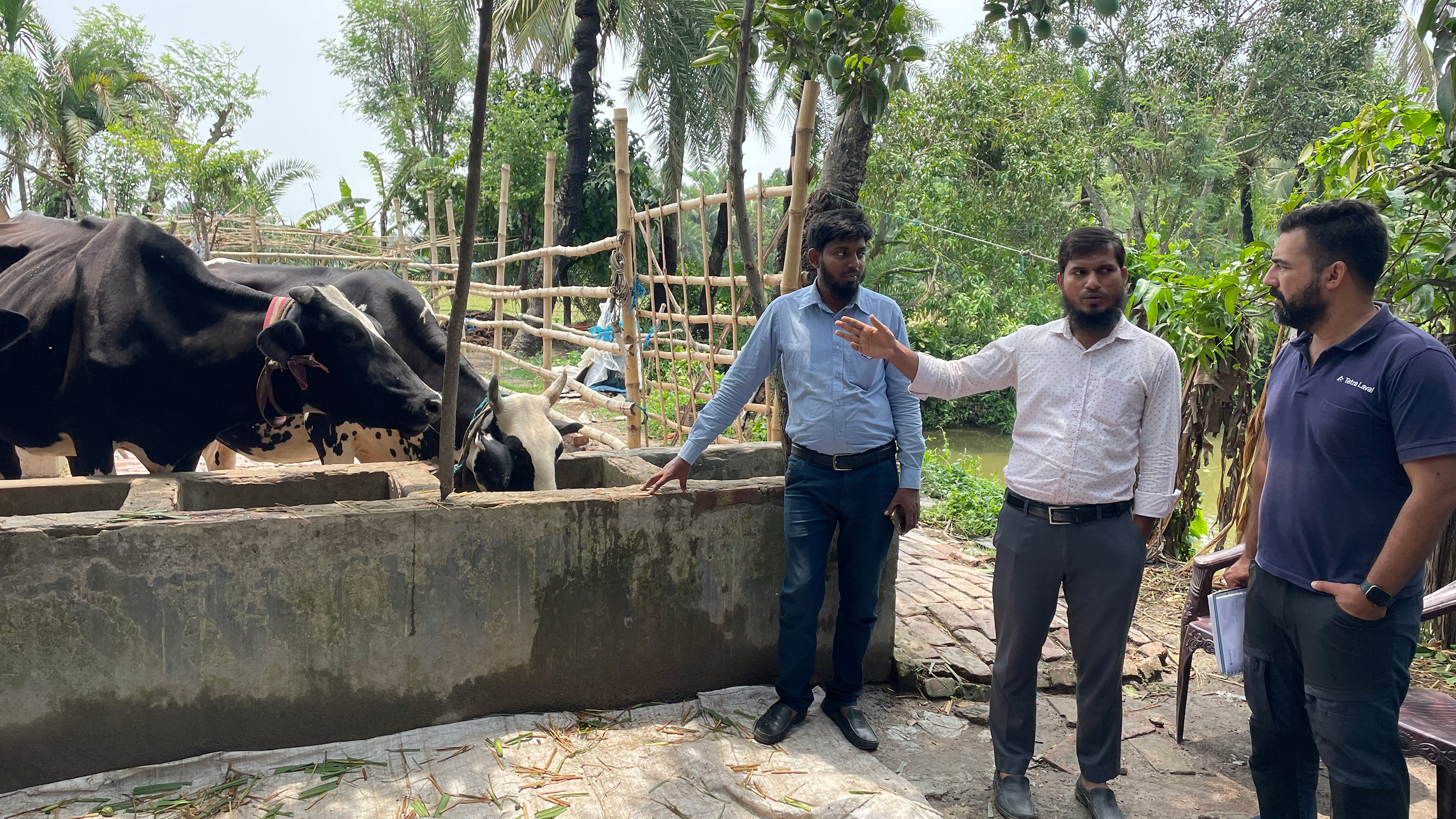 Redes lecheras en Bangladés, productores y ganado